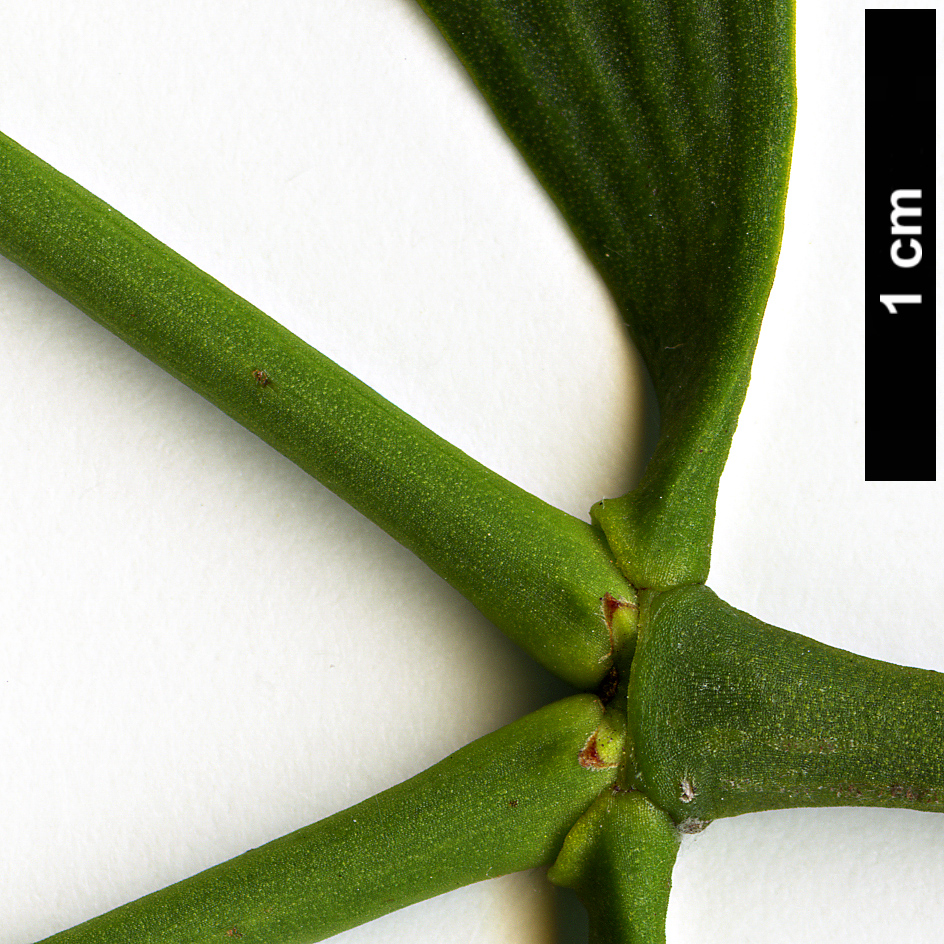 High resolution image: Family: Santalaceae - Genus: Viscum - Taxon: album High resolution image: Family: Santalaceae - Genus: Viscum - Taxon: album